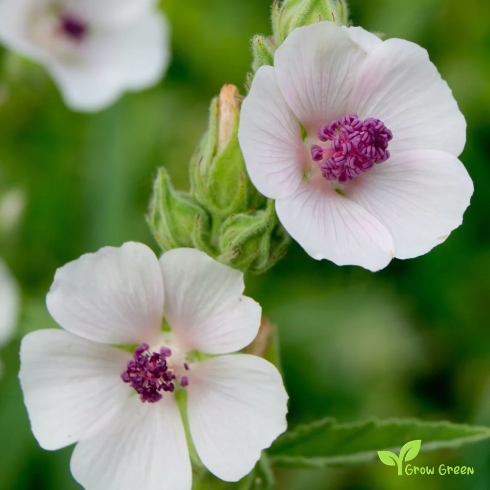 20 seeds of Marshmellow - ALTHAEA OFFICINALIS - Marsh Mellow + Gift 5 seeds of Sunflower