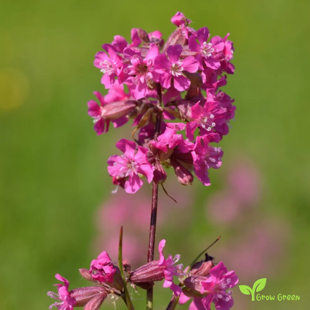 20 seeds of Sticky Catchfly - VISCARIA VULGARIS - Clammy Campion + Gift 5 seeds of Sunflower