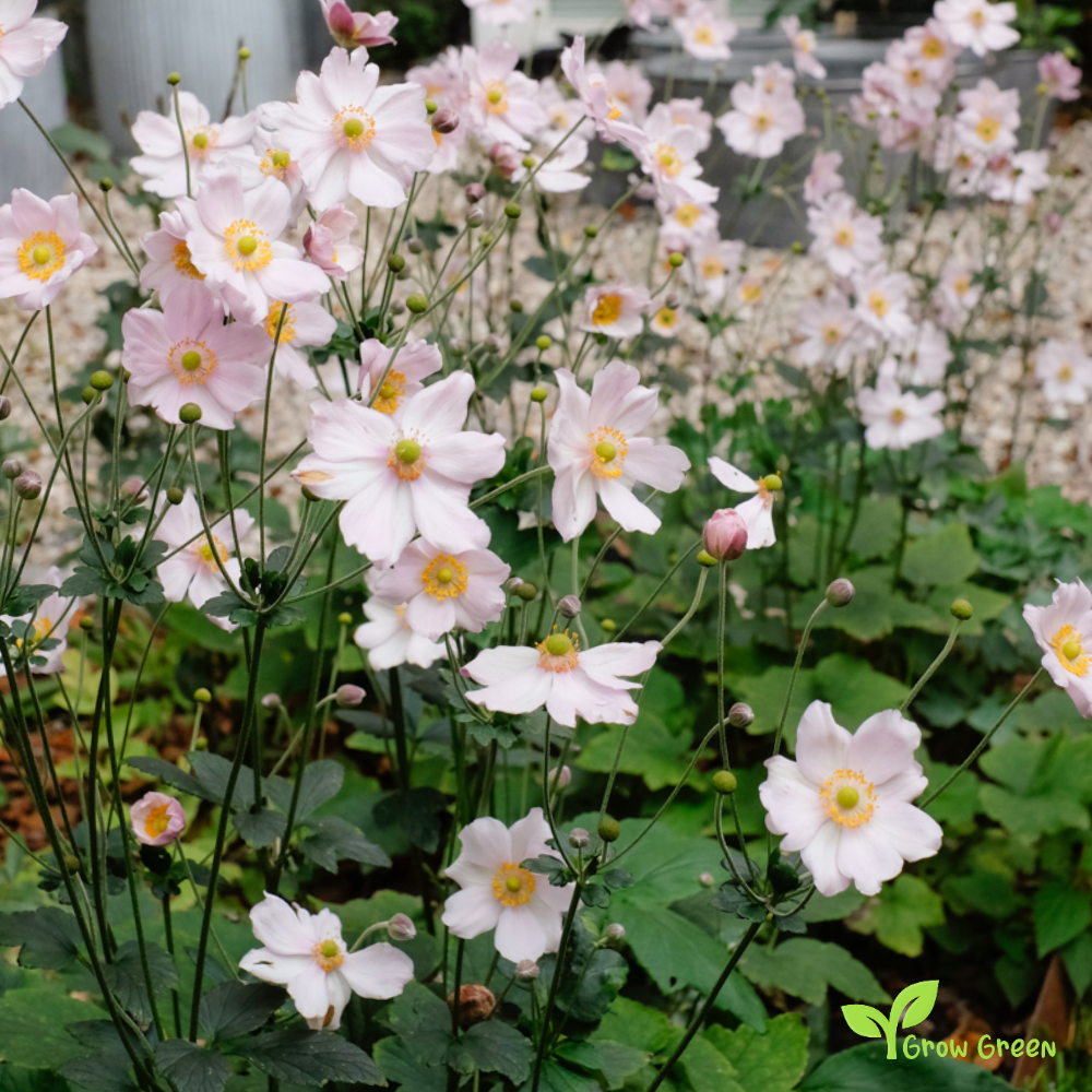 20 seeds of Anemone Japonica - ERIOCAPITELLA HUPEHENSIS + Gift 5 seeds of Sunflower