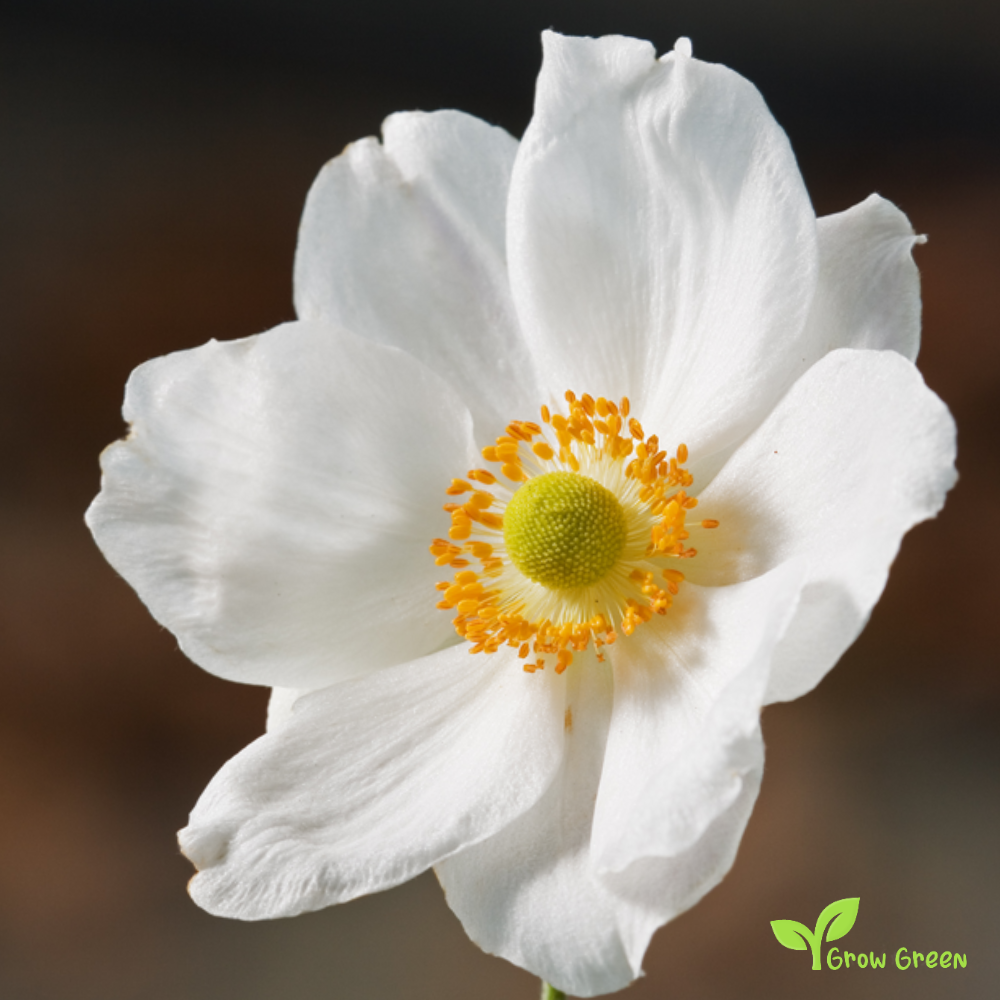 20 seeds of Anemone Japonica - ERIOCAPITELLA HUPEHENSIS + Gift 5 seeds of Sunflower