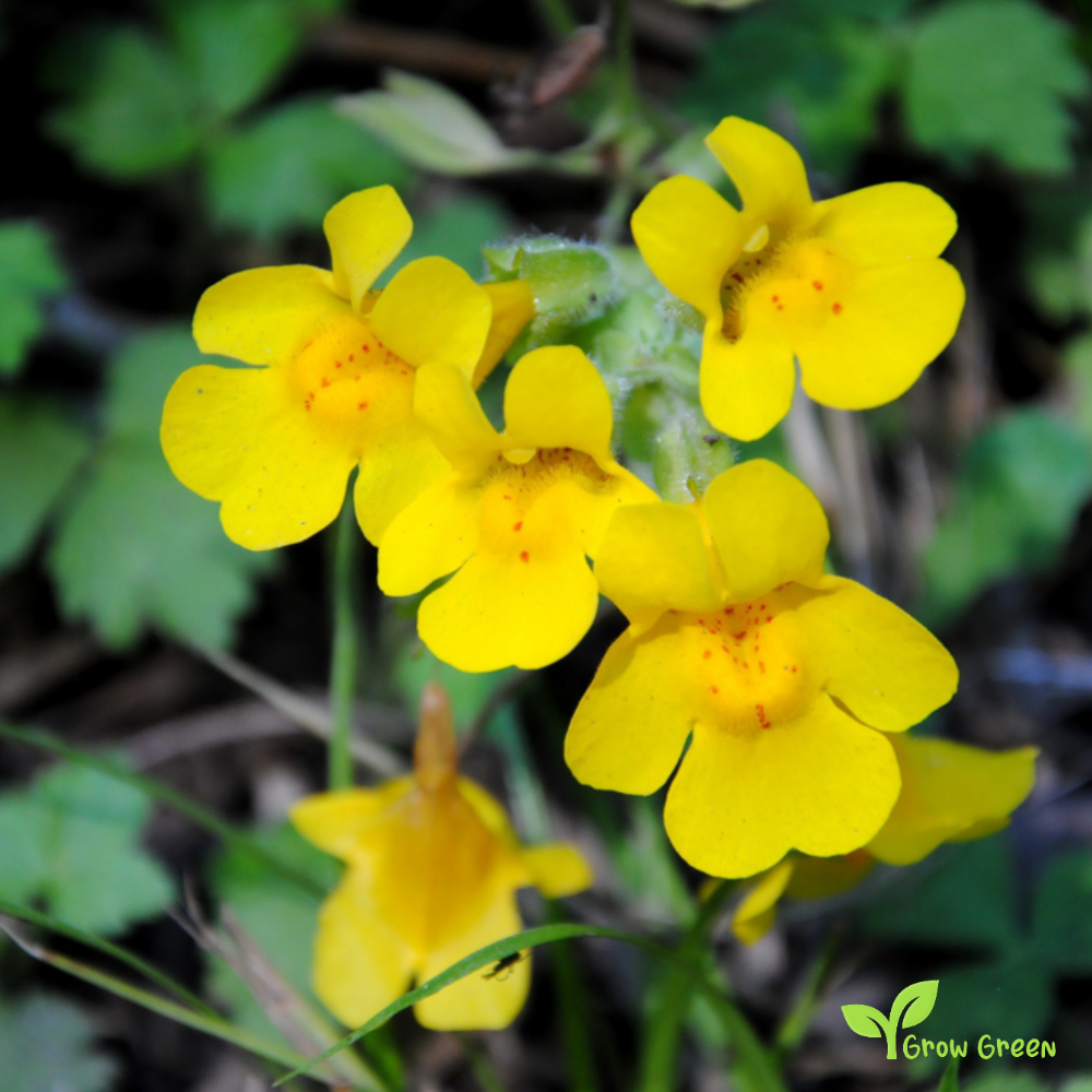 20 seeds of Monkeyflower - MIMULUS GUTTATUS - Erythranthe Guttata + Gift 5 seeds of Sunflower