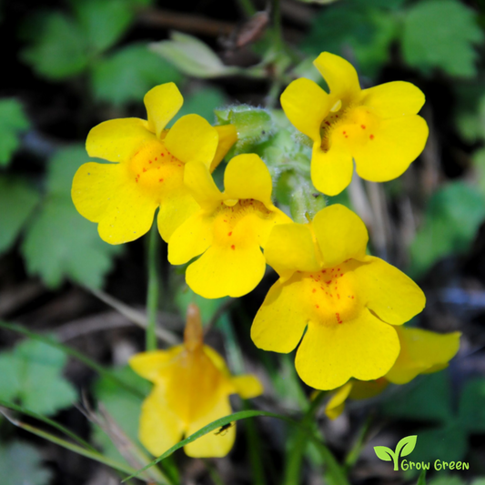 20 seeds of Monkeyflower - MIMULUS GUTTATUS - Erythranthe Guttata + Gift 5 seeds of Sunflower