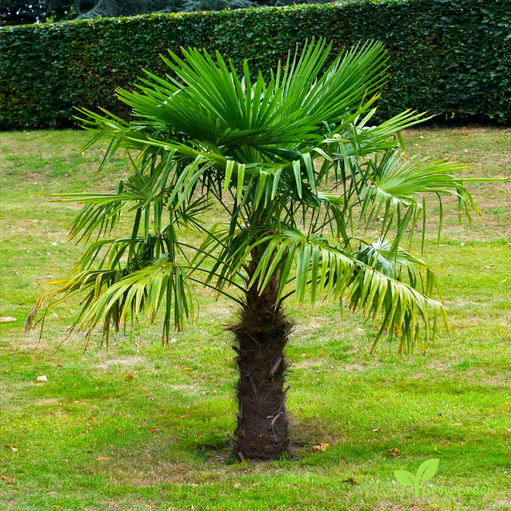 5 seeds of Windmill Palm - TRACHYCARPHUS FORTUNEI - Chusan + Gift 5 seeds of Sunflower