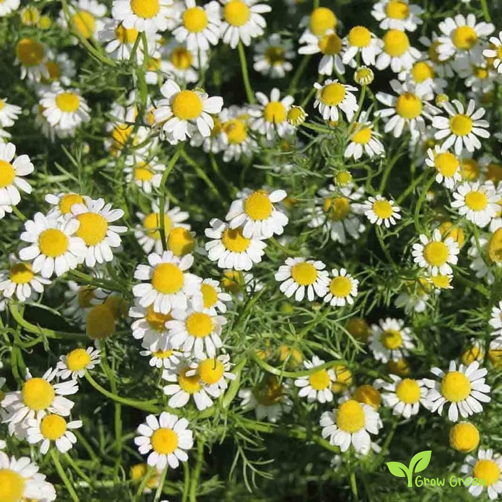 Lawn Chamomile (chamaemelum nobile) | 20 seeds