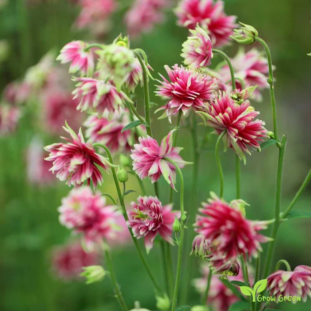 20 seeds of Aquilegia Nora - AQUILEGIA VULGARIS + Gift 5 seeds of Sunflower