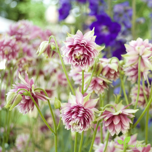 20 seeds of Aquilegia Nora - AQUILEGIA VULGARIS + Gift 5 seeds of Sunflower