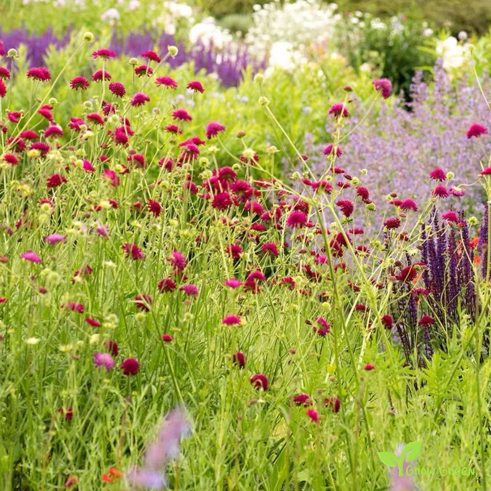 10 seeds of Macedonian Scabious - KNAUTIA MACEDONICA + Gift 5 seeds of Sunflower