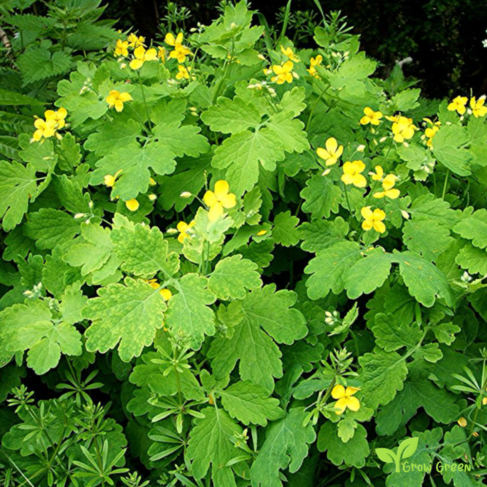 Greater Celandine (chelidonium majus) | 20 seeds