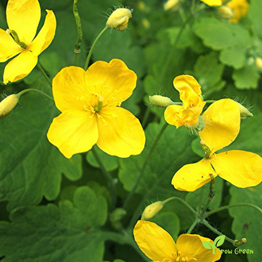 20 seeds of Greater Celandine - CHELIDONIUM MAJUS + Gift 5 seeds of Sunflower