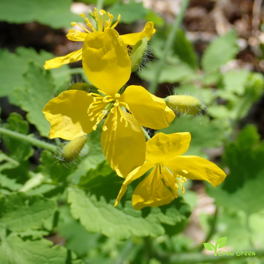20 seeds of Greater Celandine - CHELIDONIUM MAJUS + Gift 5 seeds of Sunflower