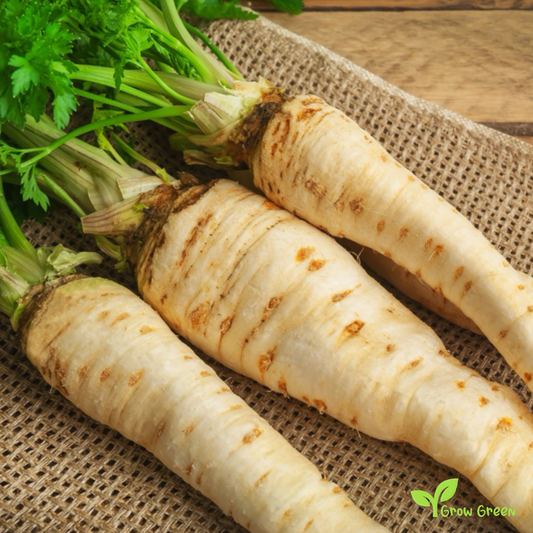 20 seeds of Parsley Root Early - PETROSELINUM CRISPUM + Gift 5 seeds of Sunflower