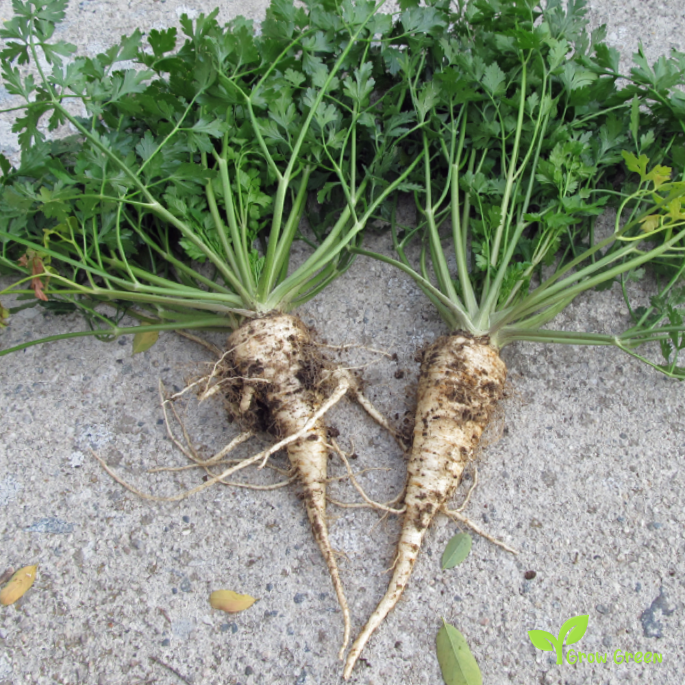 20 seeds of Parsley Root Early - PETROSELINUM CRISPUM + Gift 5 seeds of Sunflower