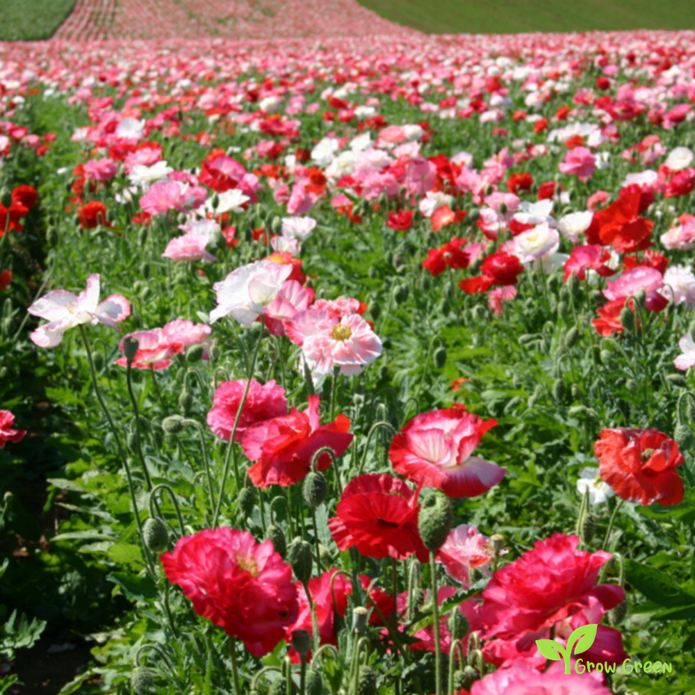 10 seeds of White & Red Poppy - PAPAVER + Gift 5 seeds of Sunflower
