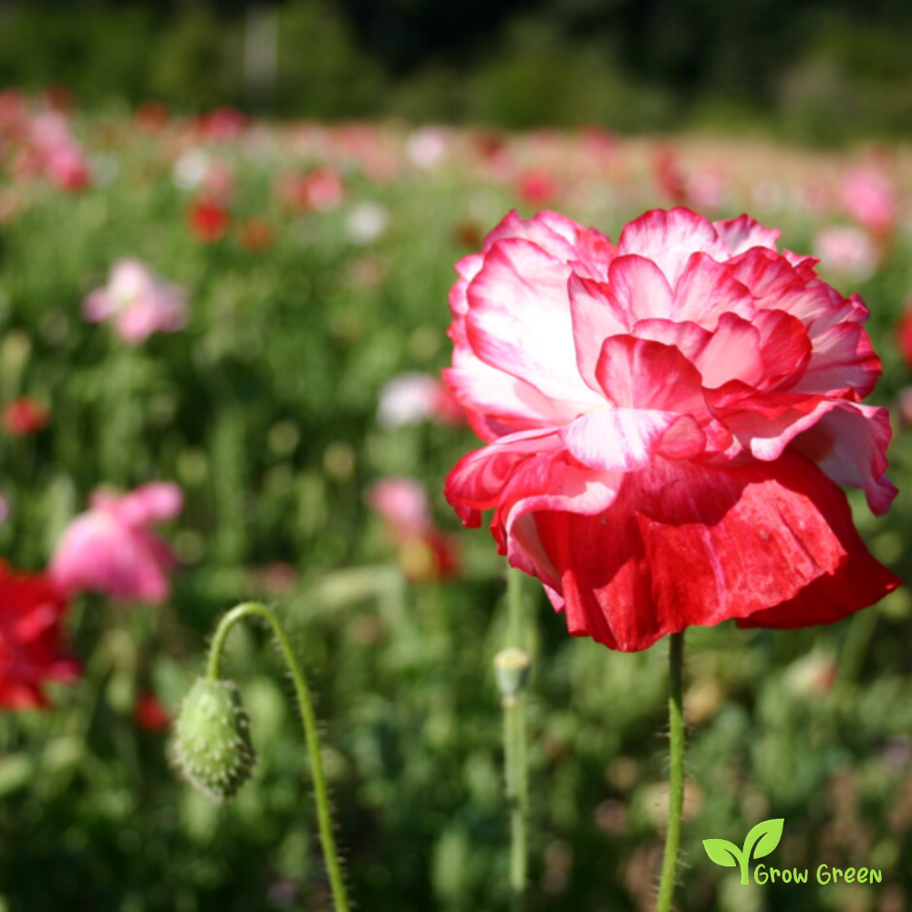 10 seeds of White & Red Poppy - PAPAVER + Gift 5 seeds of Sunflower