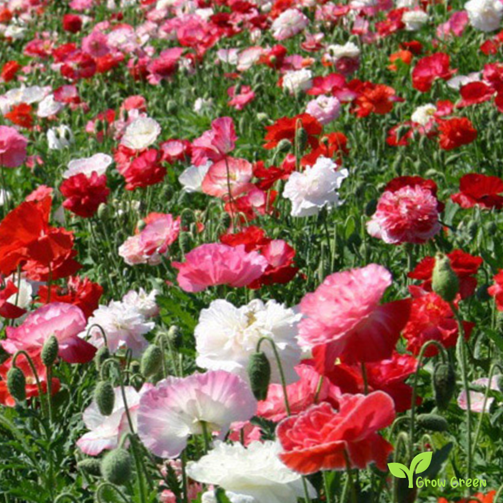 10 seeds of White & Red Poppy - PAPAVER + Gift 5 seeds of Sunflower