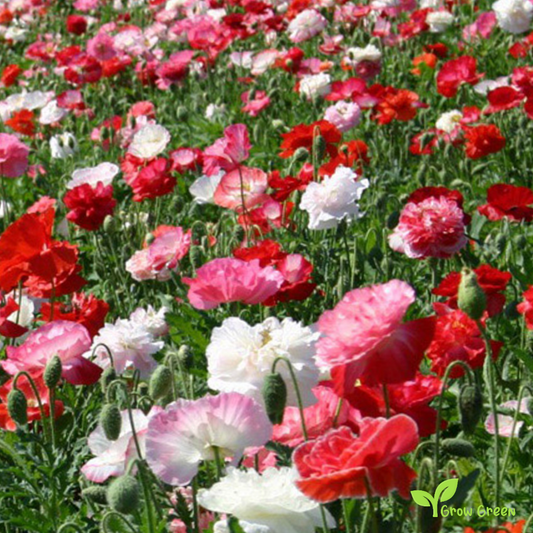 10 seeds of White & Red Poppy - PAPAVER + Gift 5 seeds of Sunflower
