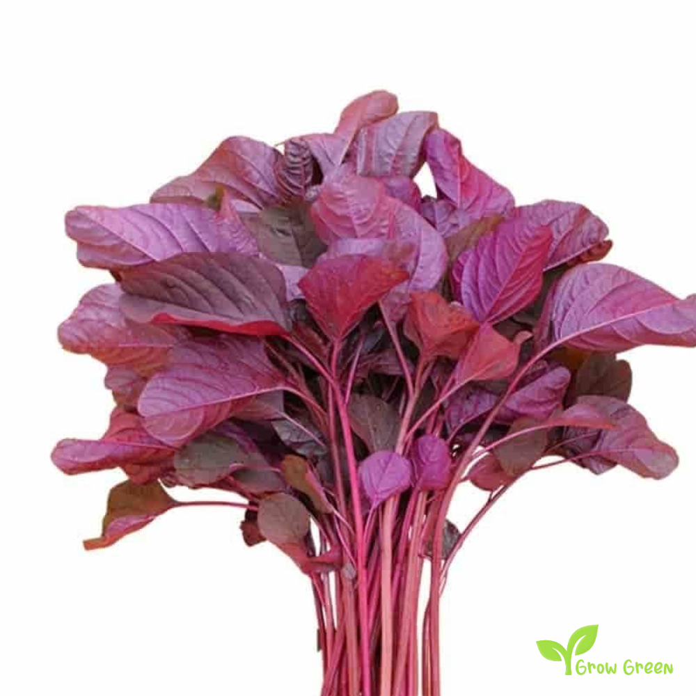 Bangladeshi Giant Amaranth (amaranthus) | 10 seeds
