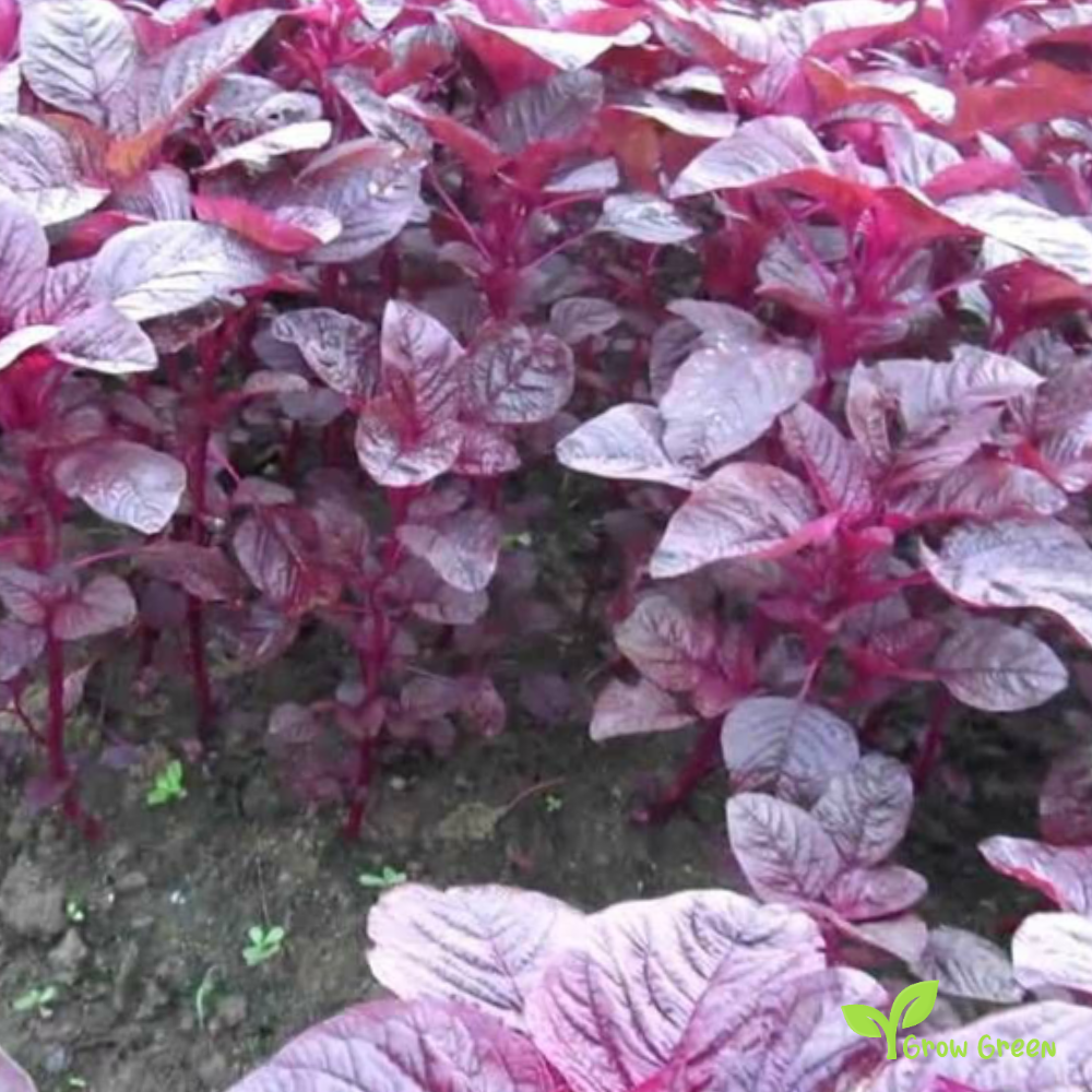 Bangladeshi Giant Amaranth (amaranthus) | 10 seeds