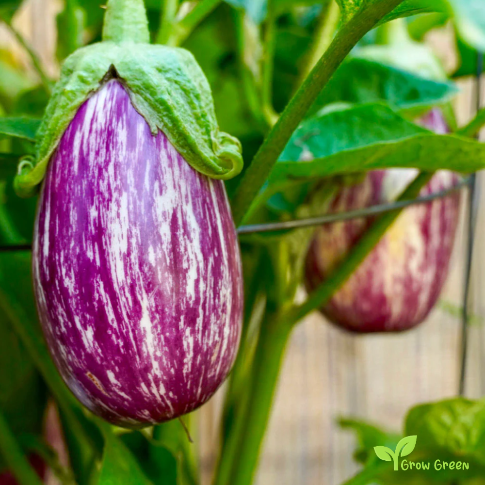 10 seeds of Striped Aubergine - SOLANUM MELONGENA - Tsakoniki + Gift 5 seeds of Sunflower