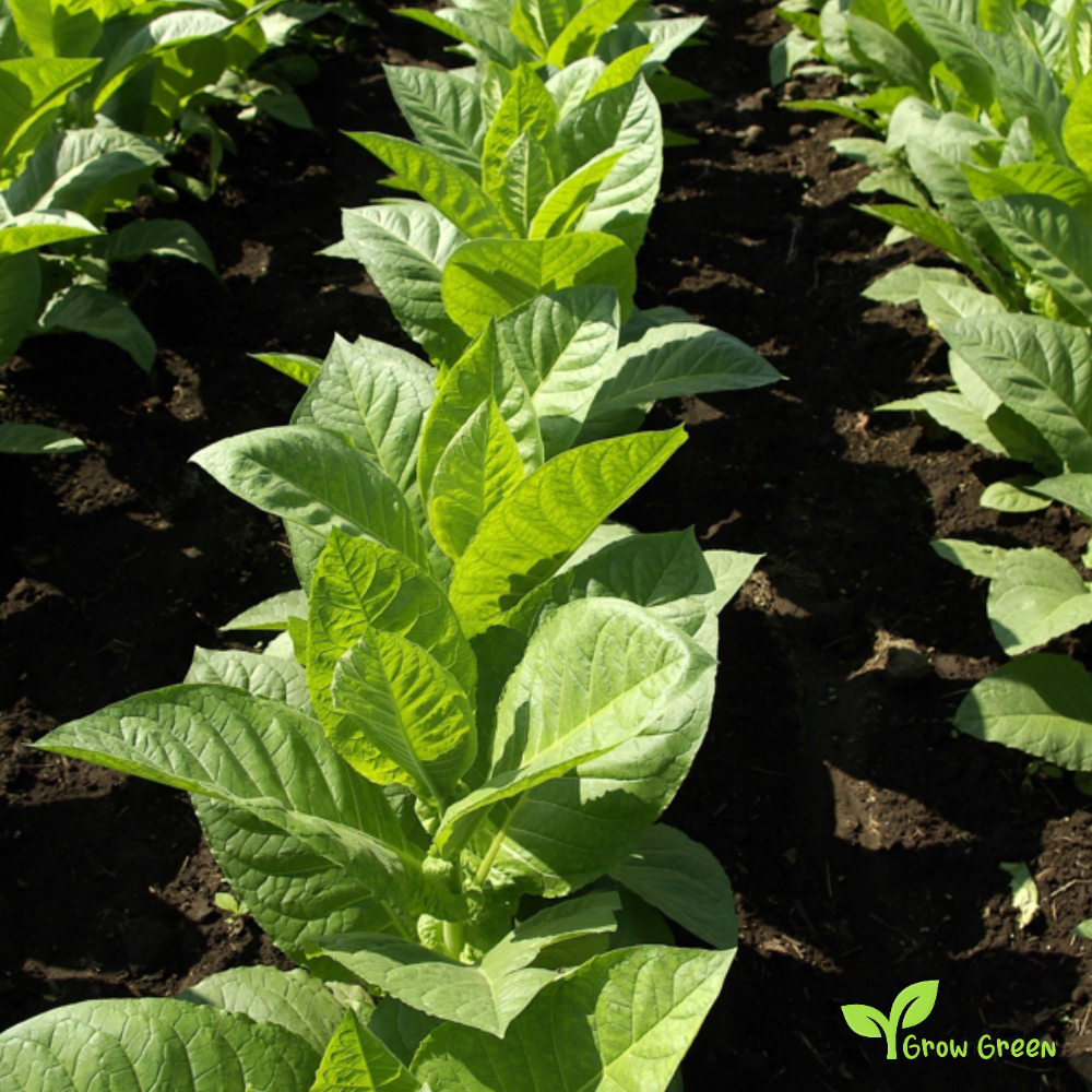 20 seeds of Golden Virginia Tobacco - NICOTIANA RUSTICA + Gift 5 seeds of Sunflower