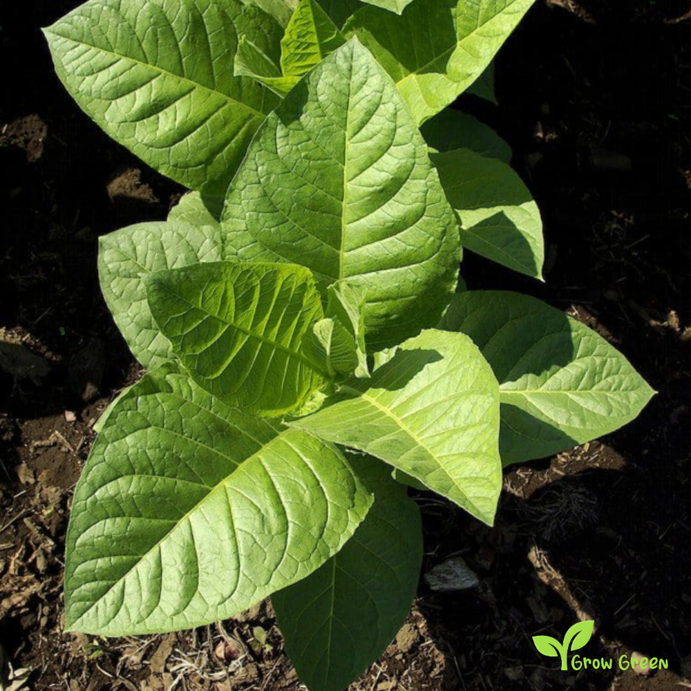 20 seeds of Golden Virginia Tobacco - NICOTIANA RUSTICA + Gift 5 seeds of Sunflower
