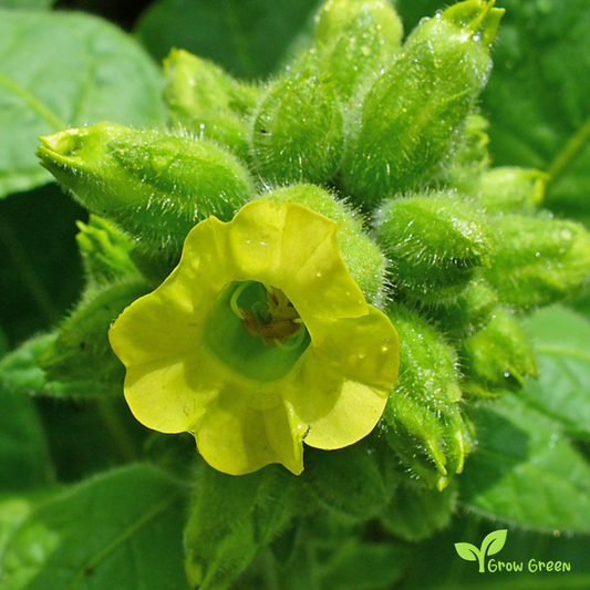 20 seeds of Golden Virginia Tobacco - NICOTIANA RUSTICA + Gift 5 seeds of Sunflower