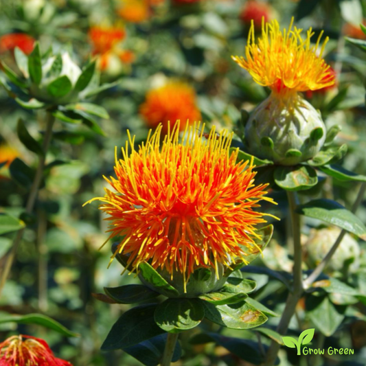 10 seeds of Safflower - CARTHAMUS TINCTORIUS + Gift 5 seeds of Sunflower