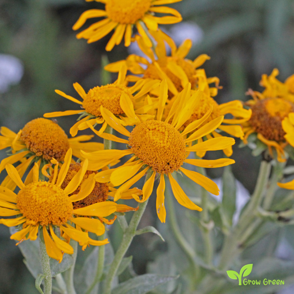 10 seeds of Owl's Claws - HELENIUM HOOPESII + Gift 5 seeds of Sunflower