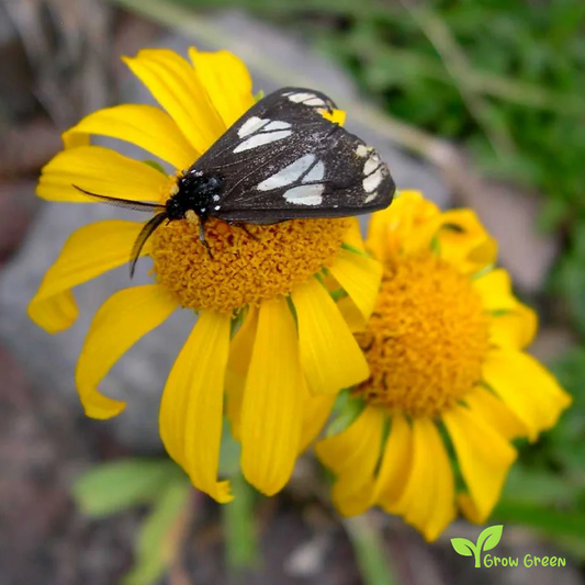 10 seeds of Owl's Claws - HELENIUM HOOPESII + Gift 5 seeds of Sunflower