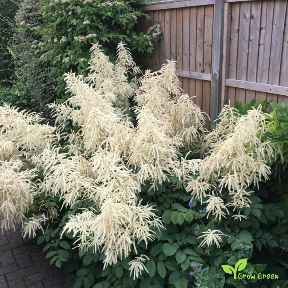 False Goat's Beard (astilbe chinensis) | 10 seeds