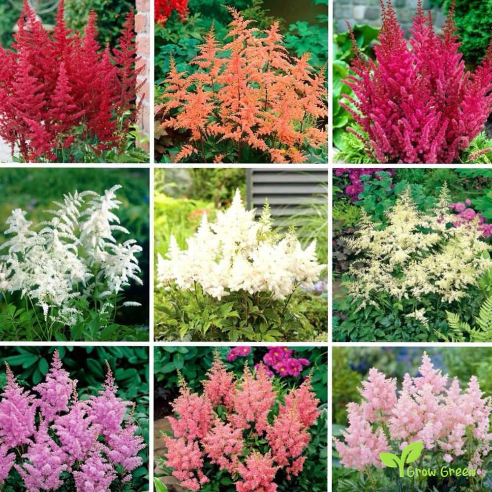False Goat's Beard (astilbe chinensis) | 10 seeds