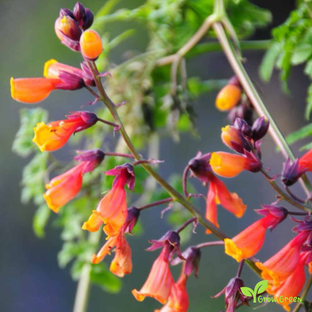 Chilean Glory Flower (eccremocarpus scaber) | 10 seeds