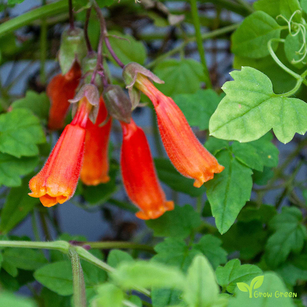 Chilean Glory Flower (eccremocarpus scaber) | 10 seeds