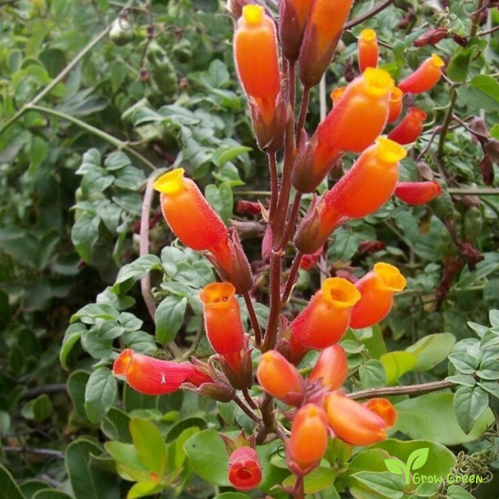 Chilean Glory Flower (eccremocarpus scaber) | 10 seeds
