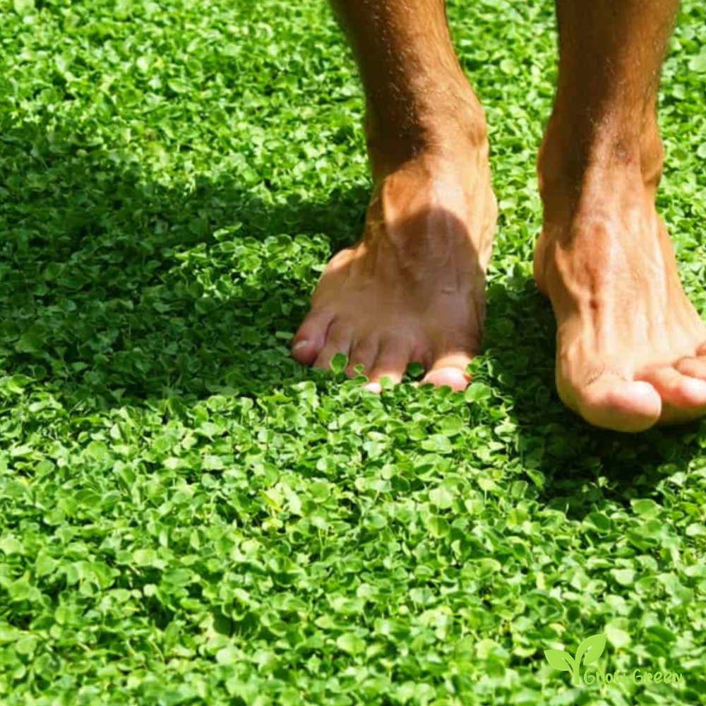 30 seeds of Dichondra - DICHONDRA REPENS - Lawn Grass + Gift 5 seeds of Sunflower