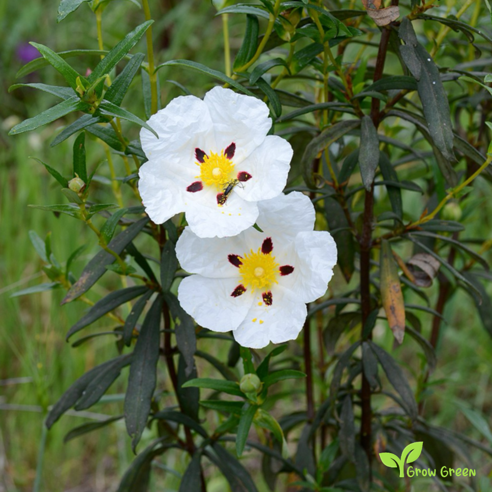10 seeds of Gum Rockrose - CISTUS LADANIFER + Gift 5 seeds of Sunflower