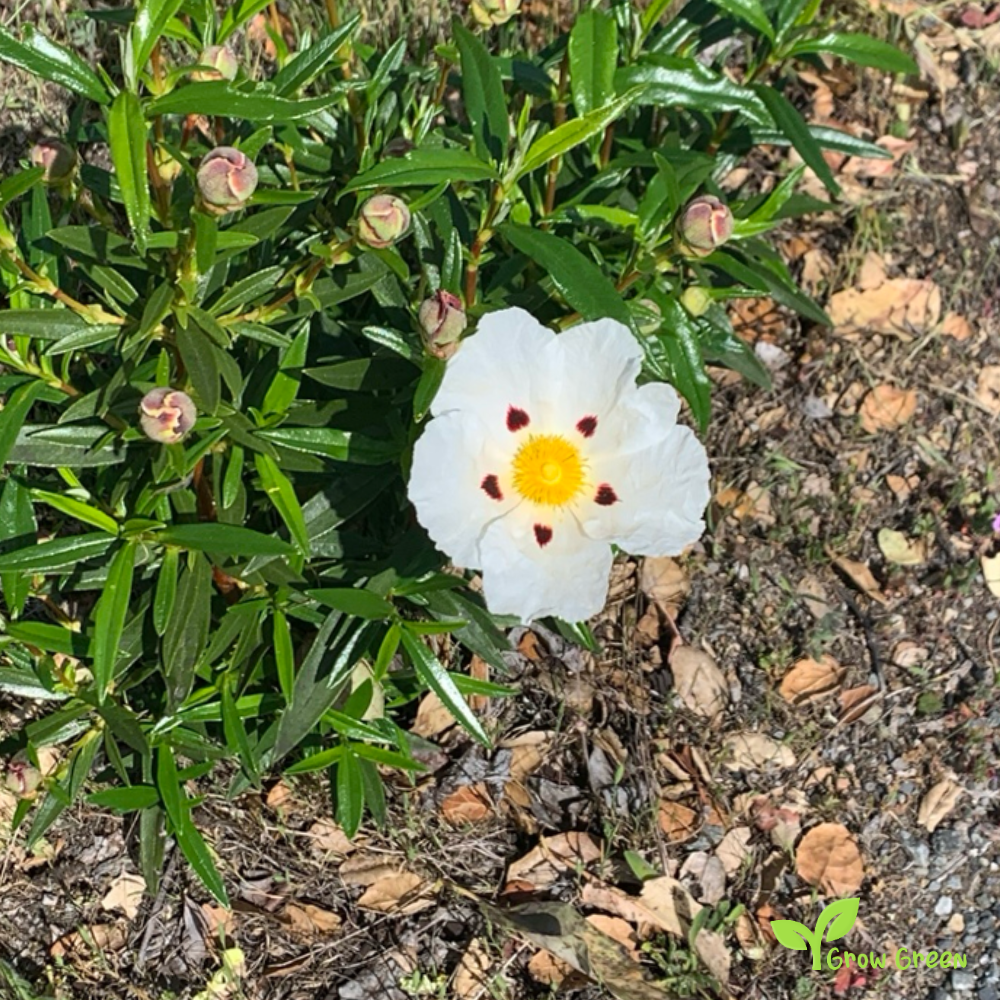 10 seeds of Gum Rockrose - CISTUS LADANIFER + Gift 5 seeds of Sunflower