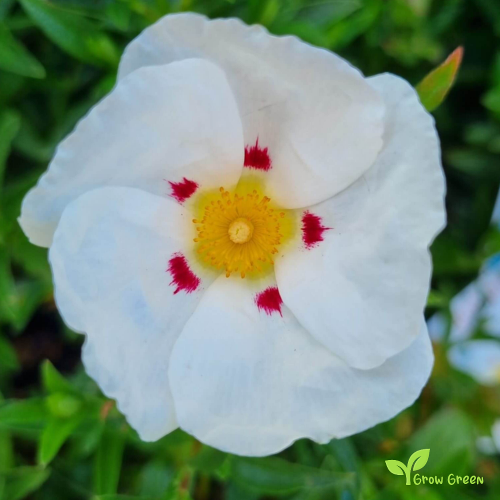 10 seeds of Gum Rockrose - CISTUS LADANIFER + Gift 5 seeds of Sunflower