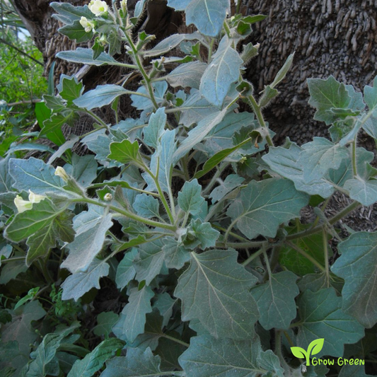 10 seeds of White Henbane - HYOSCYAMUS ALBUS + Gift 5 seeds of Sunflower