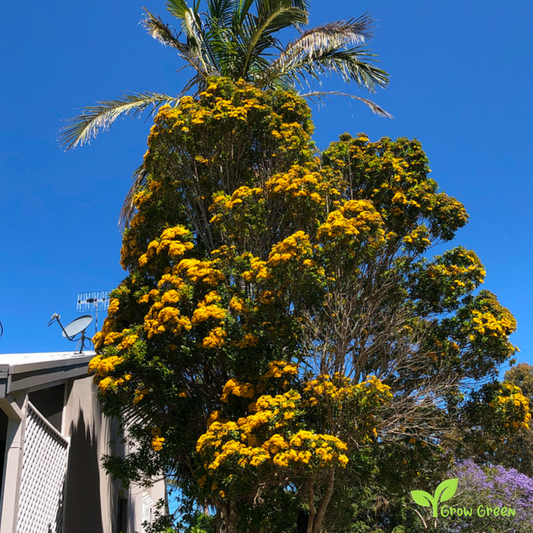 10 seeds of Queensland Golden Myrtle - THALEROPIA QUEENSLANDICA + Gift 5 seeds of Sunflower