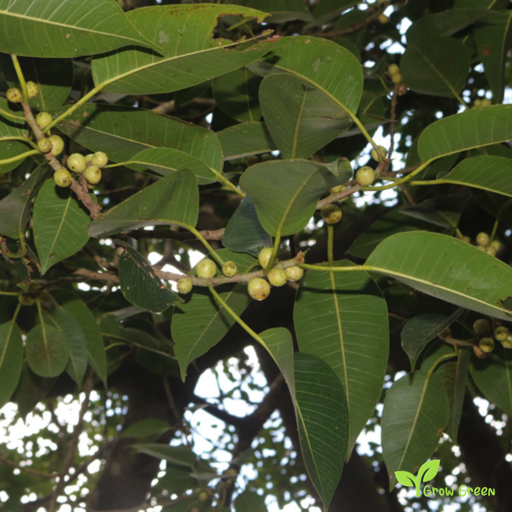 10 seeds of Sacred Fig seeds - FICUS RELIGIOSA + Gift 5 seeds of Sunflower