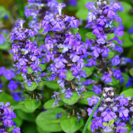 20 seeds of Blue Bugleweed - AJUGA GENEVENSIS - Upright Bugle + Gift 5 seeds of Sunflower