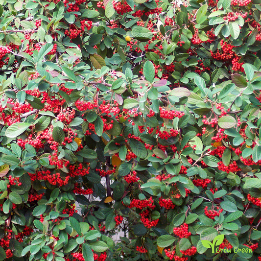 5 seeds of Cotoneaseter - COTONEASTER MULTIFLORA + Gift 5 seeds of Sunflower