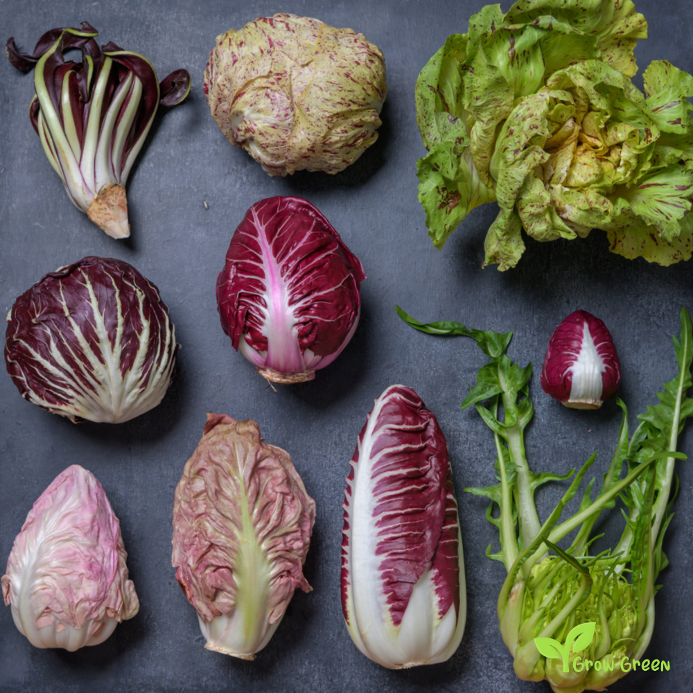 5 seeds of Variegata Di Lusia Endive - CICHORIUM ENDIVIA - Chicory + Gift 5 seeds of Sunflower