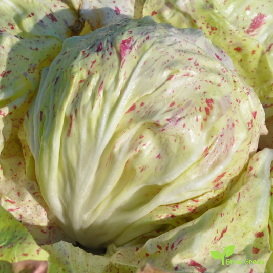 5 seeds of Variegata Di Lusia Endive - CICHORIUM ENDIVIA - Chicory + Gift 5 seeds of Sunflower