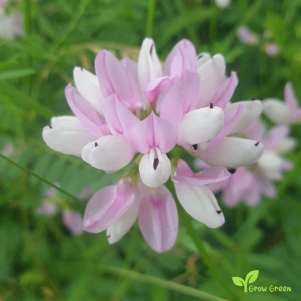 Crownvetch (securigera varia) | 10 seeds