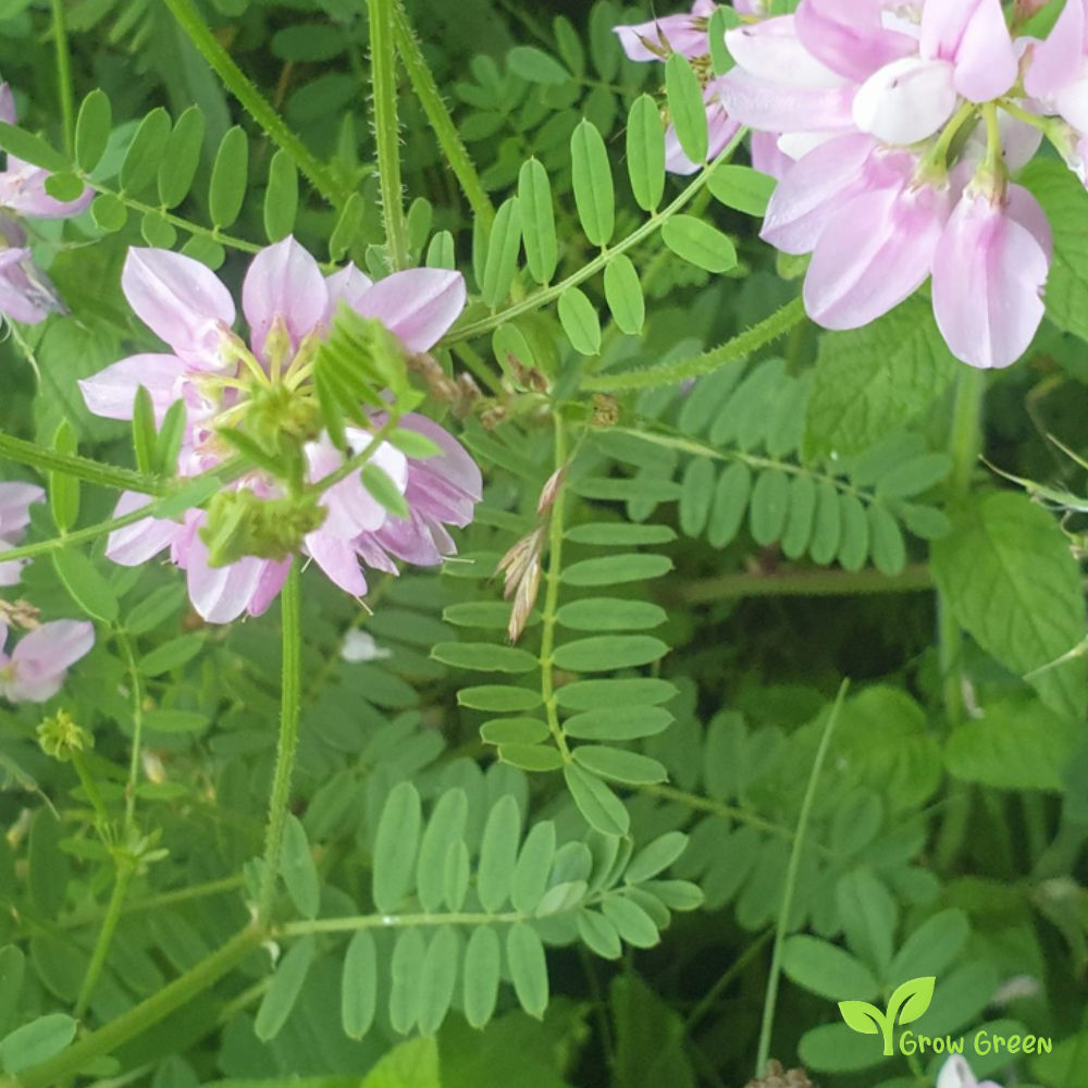 Crownvetch (securigera varia) | 10 seeds