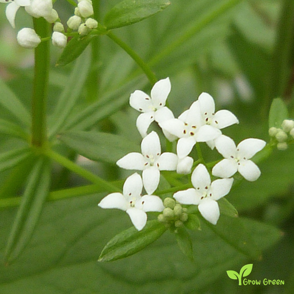 20 seeds of Cotswold - THLASPI PERFOLIATUM - Pennycress + Gift 5 seeds of Sunflower