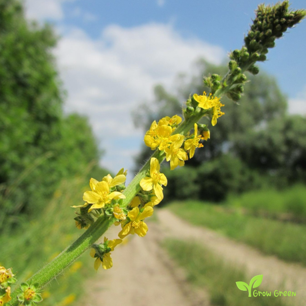 Common Agrimony (agrimonia eupatoria) | 10 seeds