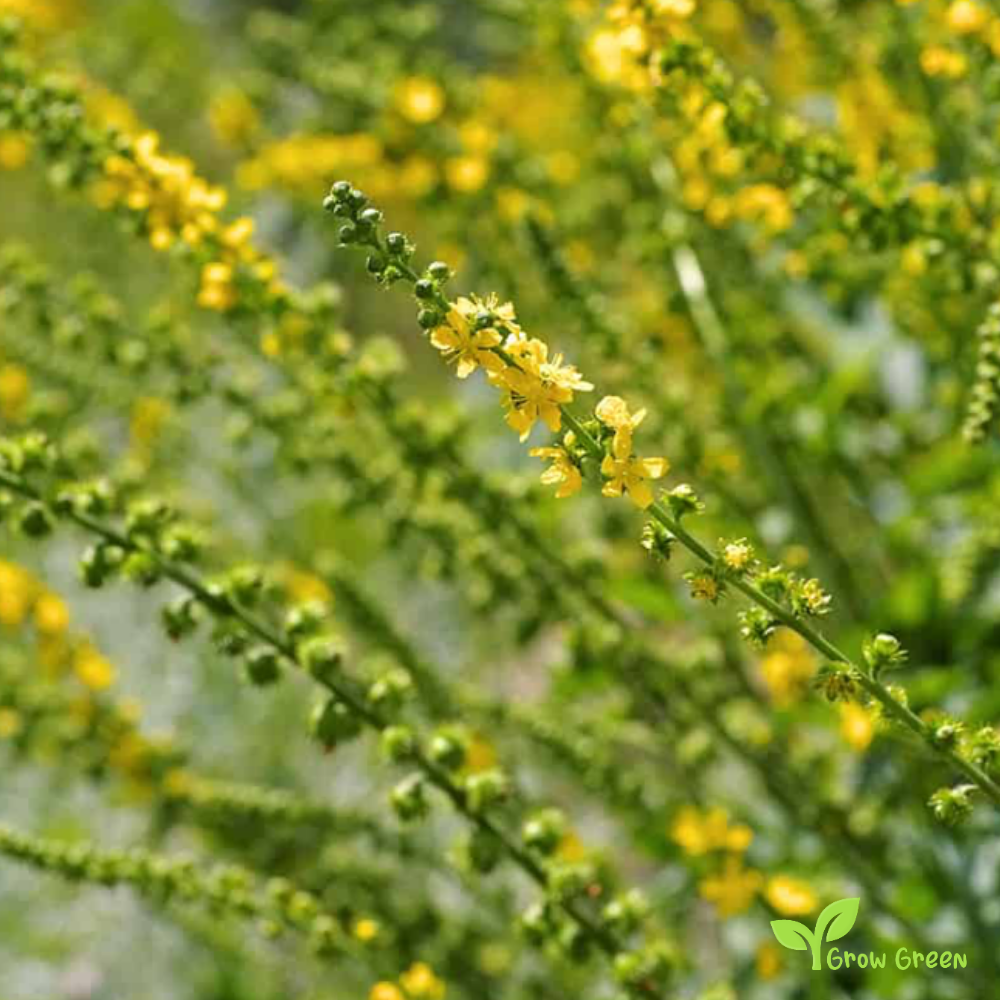 Common Agrimony (agrimonia eupatoria) | 10 seeds